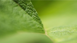 85年属牛的和90年属马的能结婚吗(十二生肖最佳婚配)