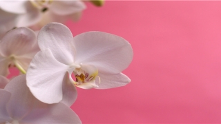 淙字起名是什么意思(起名带淙字好不好)