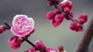 黄鉴梅花易数水平(梅花易数之移情别用)