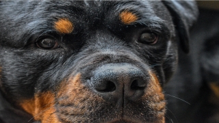 30位名人名字的由来(姓刘的一共有多少人)_重复