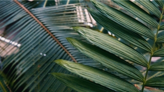 梦到被蛇咬到手出血是什么意思(梦见手被咬住不放)