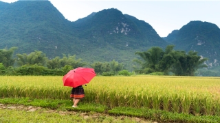 86年属虎的36岁会死(86年今年运势)