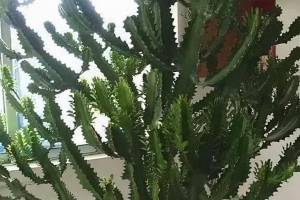巴西龙骨风水作用是什么(家中摆上这3种花)
