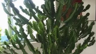 巴西龙骨风水作用是什么(家中摆上这3种花)