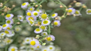 梦到被人追赶 一直逃跑(女人梦到被人追赶 一直逃跑)