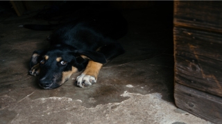 八字测算软件免费版(免费算命套路深)