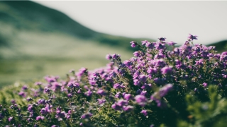 21岁属什么生肖2021(2021龙多少岁)_重复