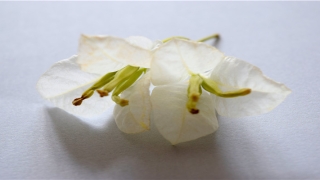 面相五官之鼻子的看法(鼻子大女人是什么面相)