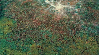 犯白老虎对婚姻的影响(坟地的位置直接影响你的儿孙后代)