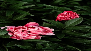 带草字头的男孩名字(带草字头的男孩名字有寓意)