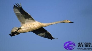 炉中火和大海水相配吗 女炉中火命男大海水命