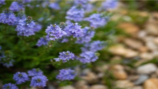 八字断流年财运技巧(大运遇流年)