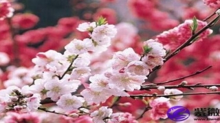 男人面带桃花的面相特征(男人桃花眼面相)