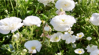 脸上吉痣图解(鼻头有痣图解)