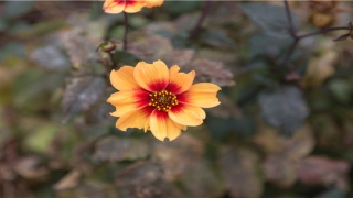 2021年男孩大气有涵养的名字(2021男孩漂亮有涵养的名字)_重复