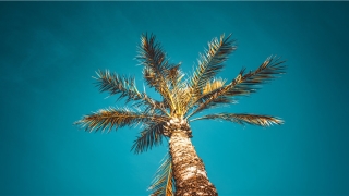 31岁属蛇的婚姻怎么样(秦岭最危险的毒蛇是什么)_重复