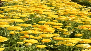 男孩眉毛看相算命图解(面相每个位置代表什么)