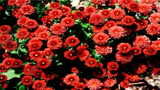 带初字女孩气质名字(形容少女气质的诗句)