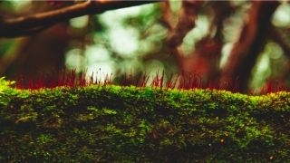 2013年生肖蛇2021年运势(运势预测)_重复