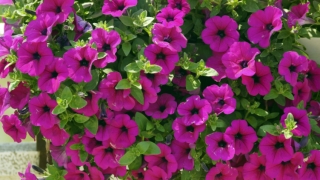 梅花种在哪个方位好点(北方已经降温)