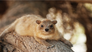 84年属鼠的属相婚配表(84年鼠的婚姻最佳配偶)