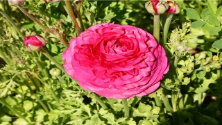 65年属蛇的生肖婚配表(65属什么生肖属相)_重复