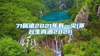 71属猪2021年有一灾(茅台生肖酒2021)