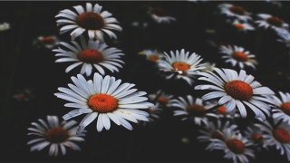 带寒字吉祥讲究名字(寒字怎样解释呢)