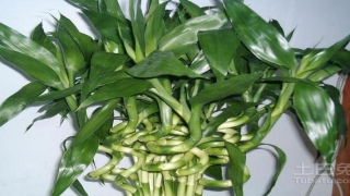 办公桌竹子摆放方位(转运竹的摆放)