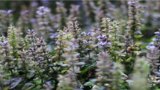 梦到黄鼠狼预示着什么(梦见黄鼠狼生小黄鼠狼是什么意思)