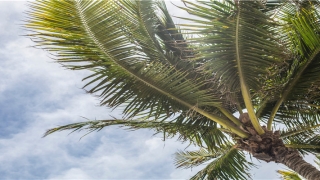 梦到被蛇咬脚(梦到被蛇咬脚趾头是什么意思)