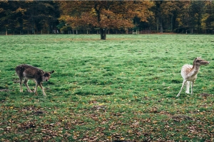 梦到美女预示着什么(梦见了美女)