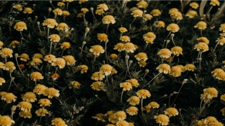 财神传奇演员表大全(相声界第一位国际影帝)