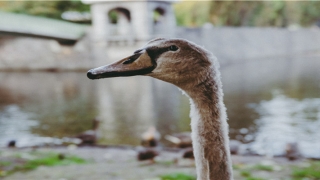 带子字的宝宝名(带子的意思)