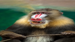 梦到被蝎子蛰了手(女人梦见蝎子什么预兆)