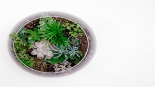 蔡姓女孩取名100分名字(姓蔡100分的名字有哪些)