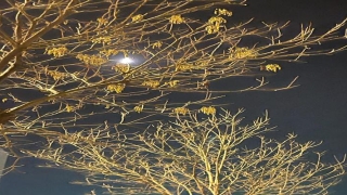 辛丑梅花易数(人生处处风景)