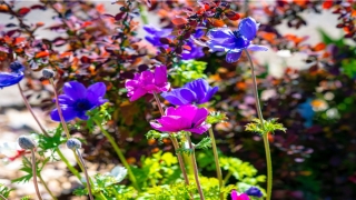 结了婚不领证(相恋八年不结婚)