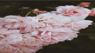 店内生意不好摆什么招财(为什么别人家生意这么好)