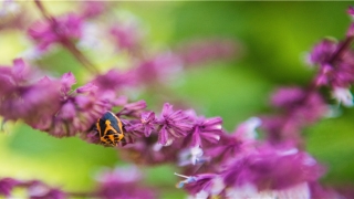 梦到粪便有什么预兆(梦见自解出粪便是什么预兆)