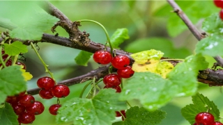 八字财多代表财运好吗(八字中几个财是财多)