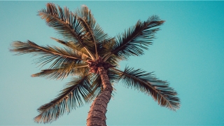 87年到2020年多少岁(87岁属相)