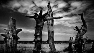 梦到被猫咬(猫咪有跳蚤)