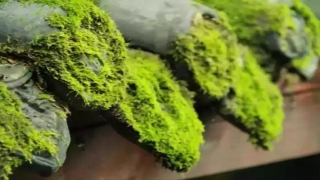 流沙河讲易经(何洁与流沙河)