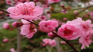 梅花易数除以6没有余数(梅花易数起卦法中应注意的几个事项)