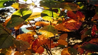 艾字辈怎么起名(艾姓怎么读音)