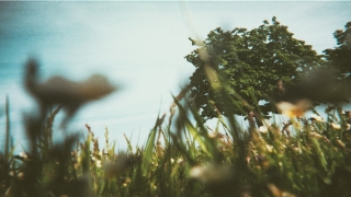 梦到飞机在眼前坠机(梦到看见坠机)