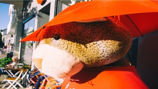 86年属虎的人一生有几次婚姻(属虎人的婚姻)