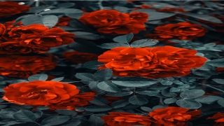 波澜壮阔的什么填空(波澜壮阔的意思及造句)