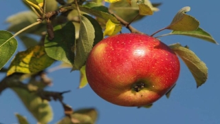 万物生四象,四象生八卦(易经里面的四象是指哪四象)_重复